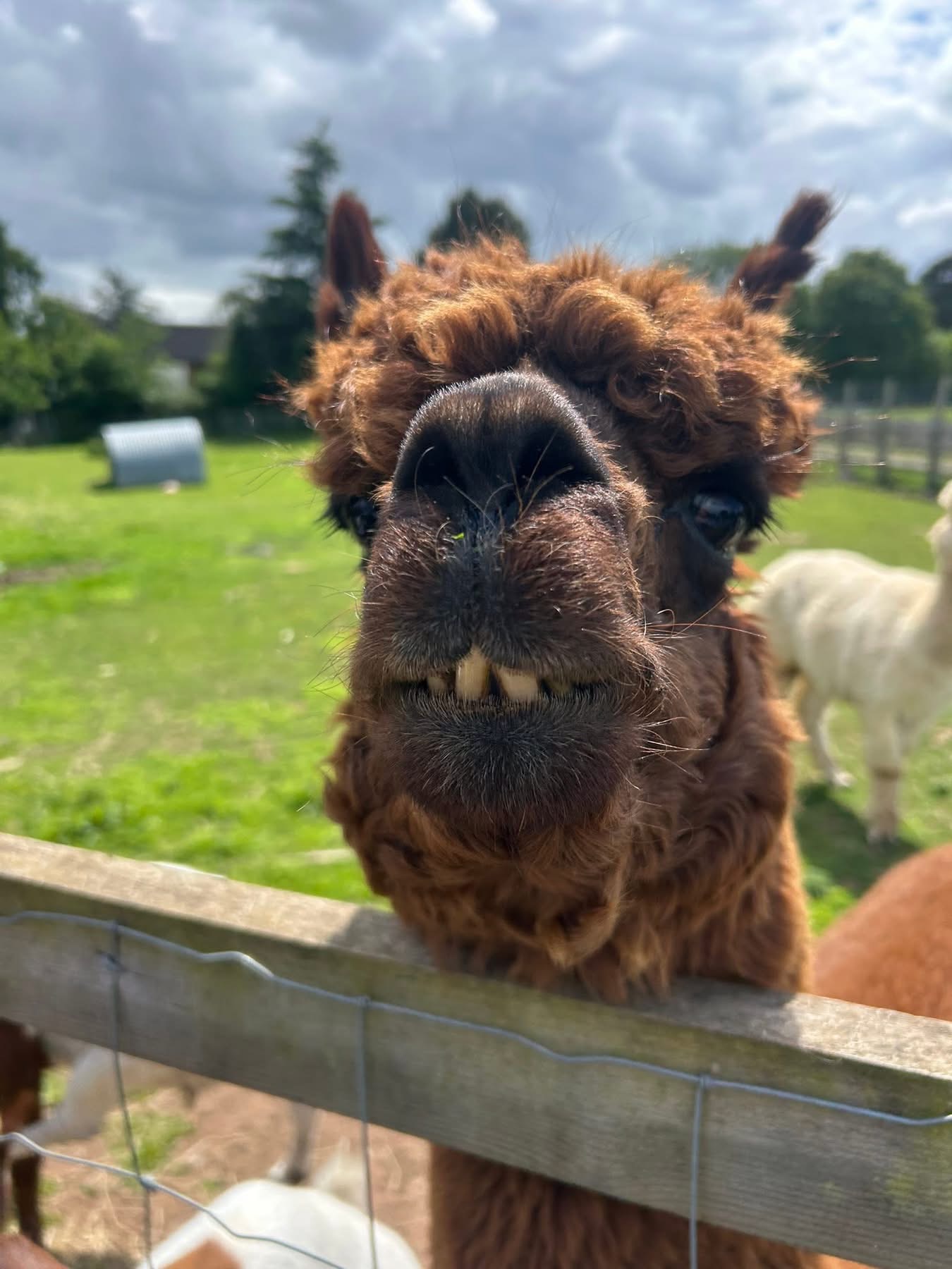 Chester, a brown alpaca, looking over the paddock fence