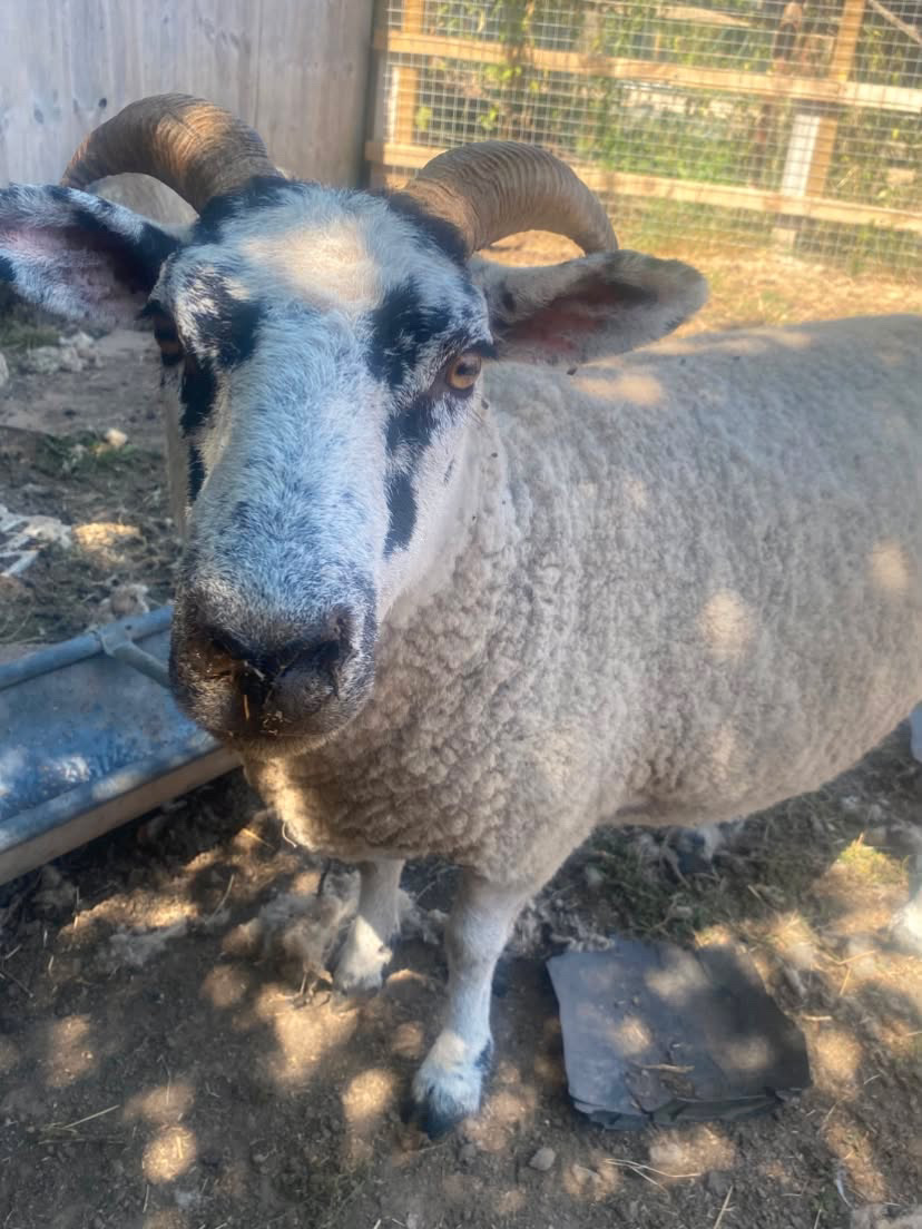 Moo, a striking horned sheep with a black and white face, looking curiously at the camera
