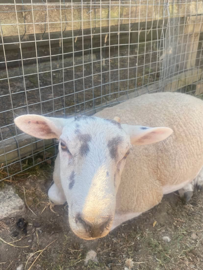 Brows, a white-faced ewe with black markings around her eyes, lying quietly by the fence