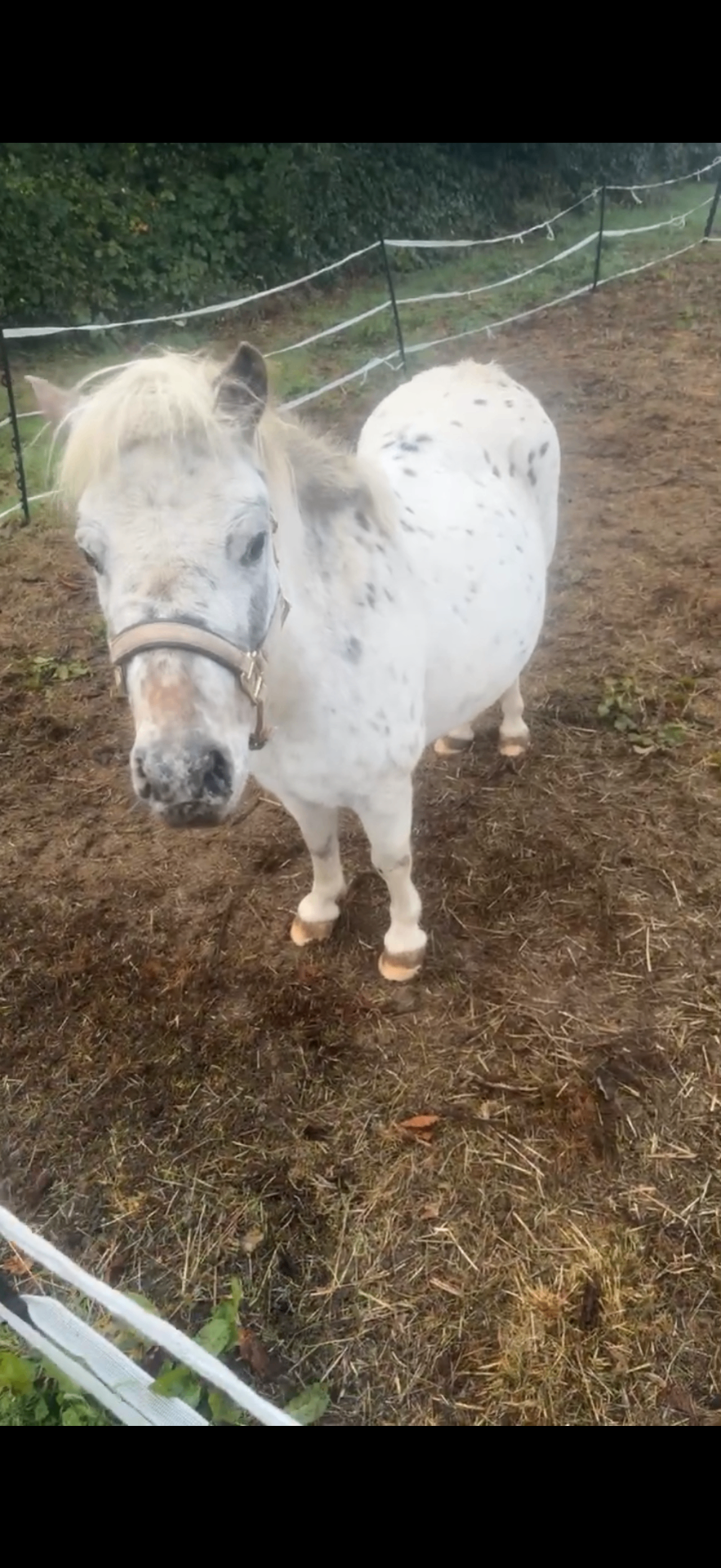 Moonlight, a white spotted Shetland pony, standing in her paddock