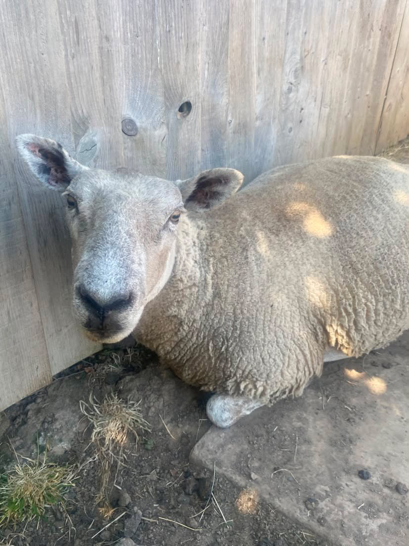 Generis, a cream-fleeced ewe resting in the shade beside a wooden shelter