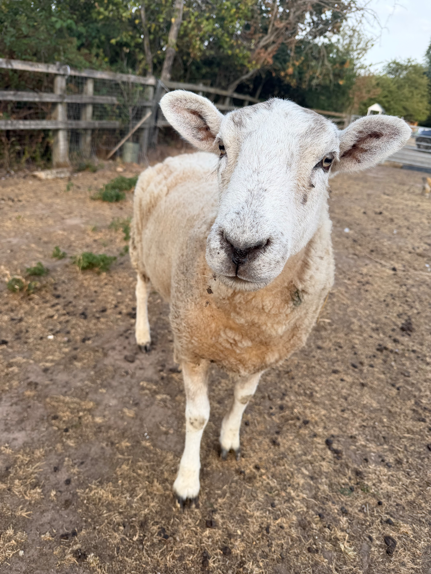 Highla, a cream-fleeced sheep with a pale face and long ears, standing close to the camera in the paddock
