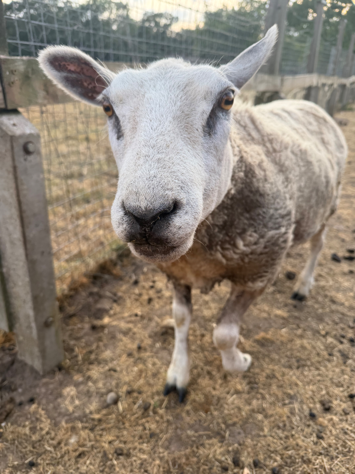 Bugz, a pale-faced sheep with large amber eyes and tall ears, looking directly at the camera