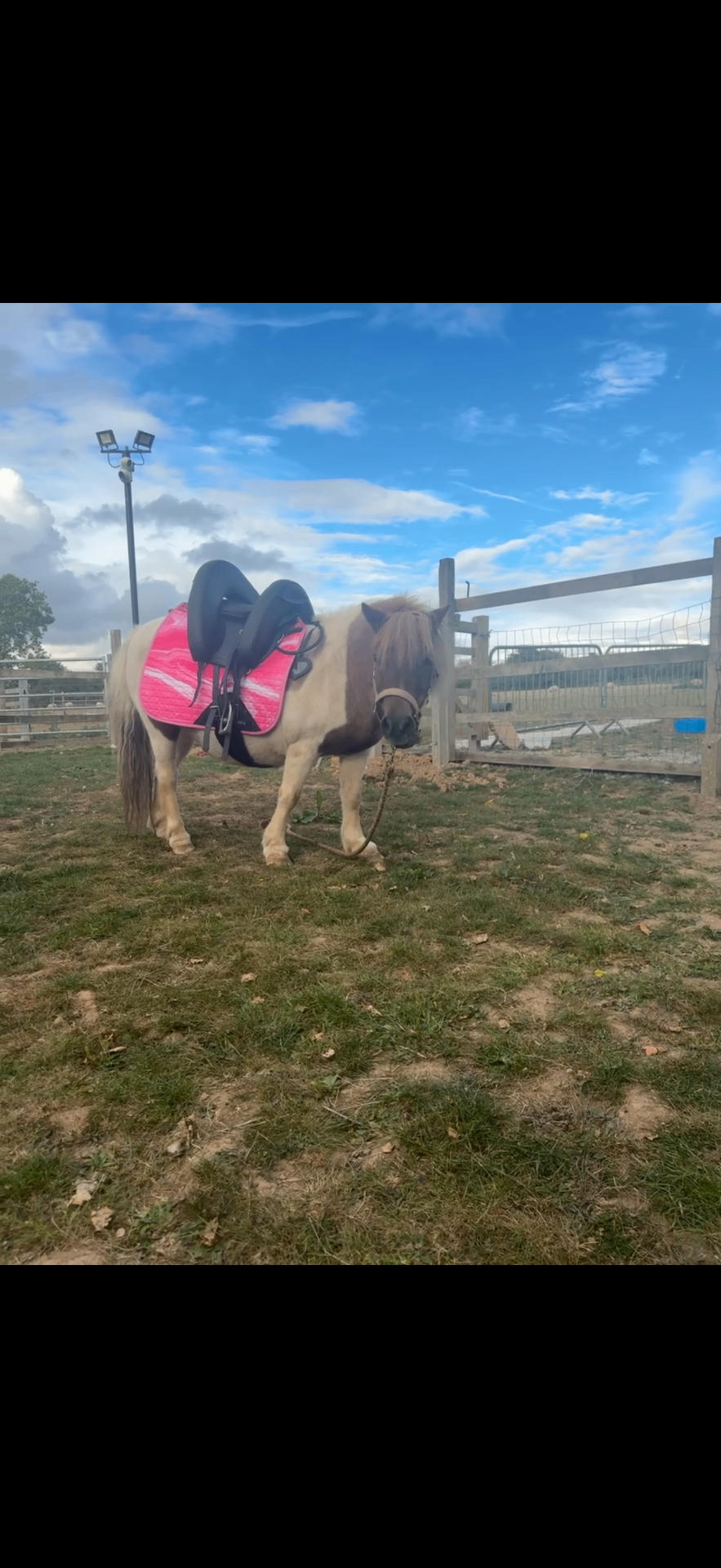 Sunbeam, a piebald Shetland pony in a pink saddle pad, standing in her paddock