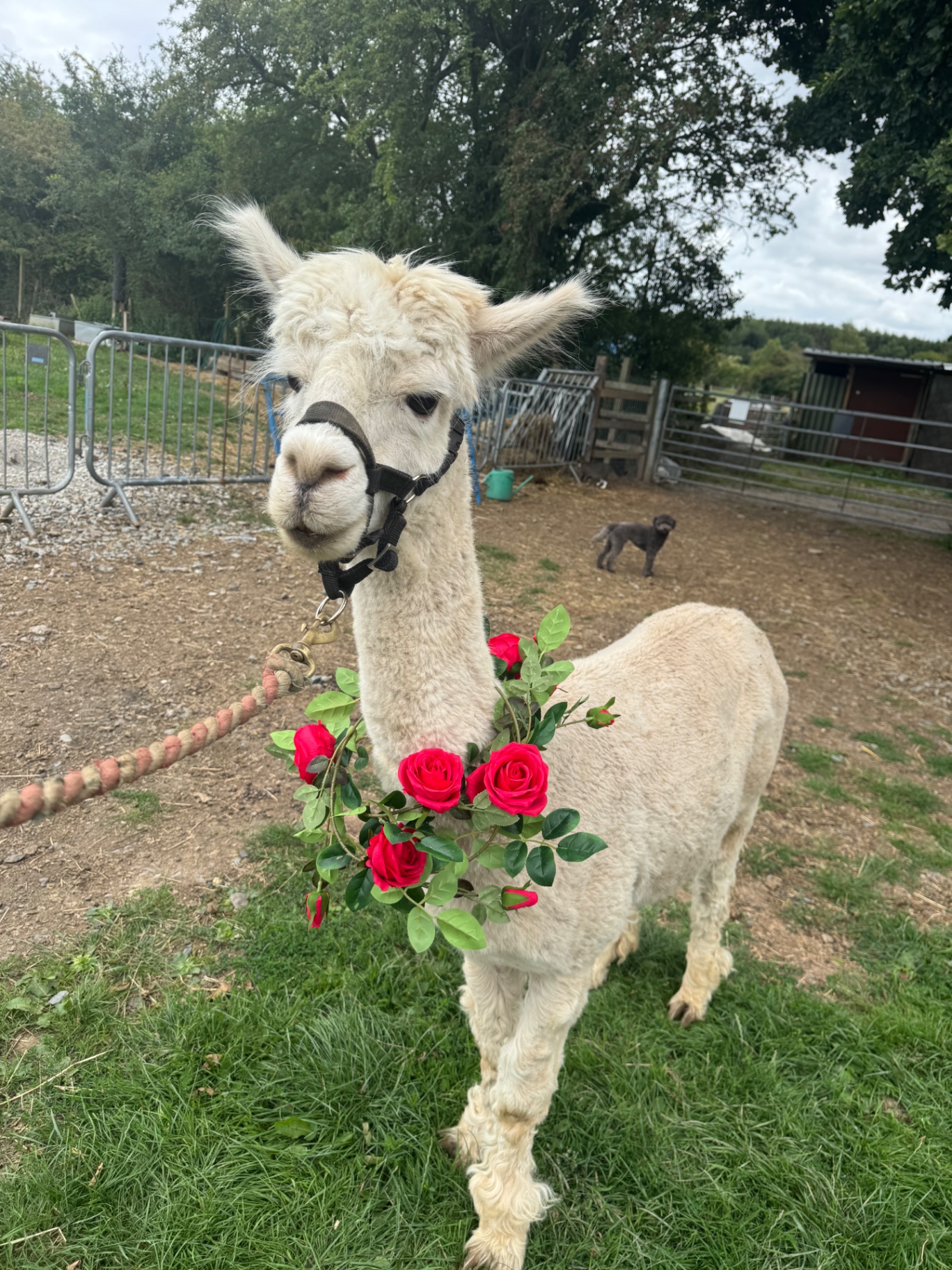 Priest, a white alpaca wearing a rose garland, standing in the paddock