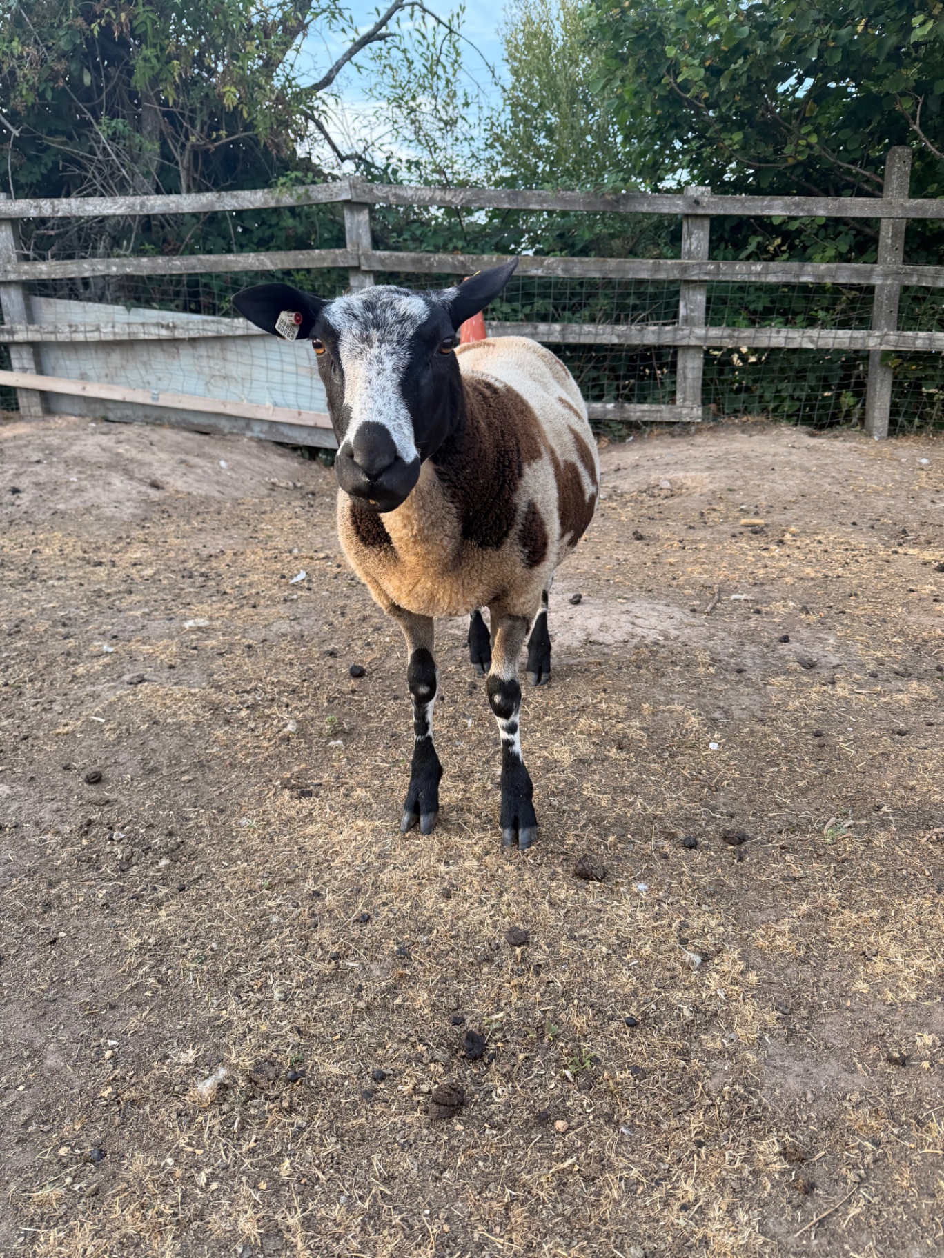 Lamborghini, a brown and white patched sheep with a dark speckled face and black legs, standing in the paddock