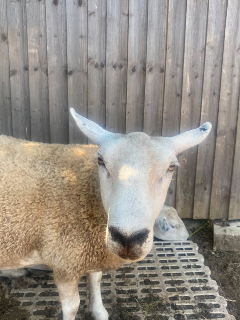 Paw Patrol, a white-faced ewe with tall ears, standing close to the camera by a wooden fence