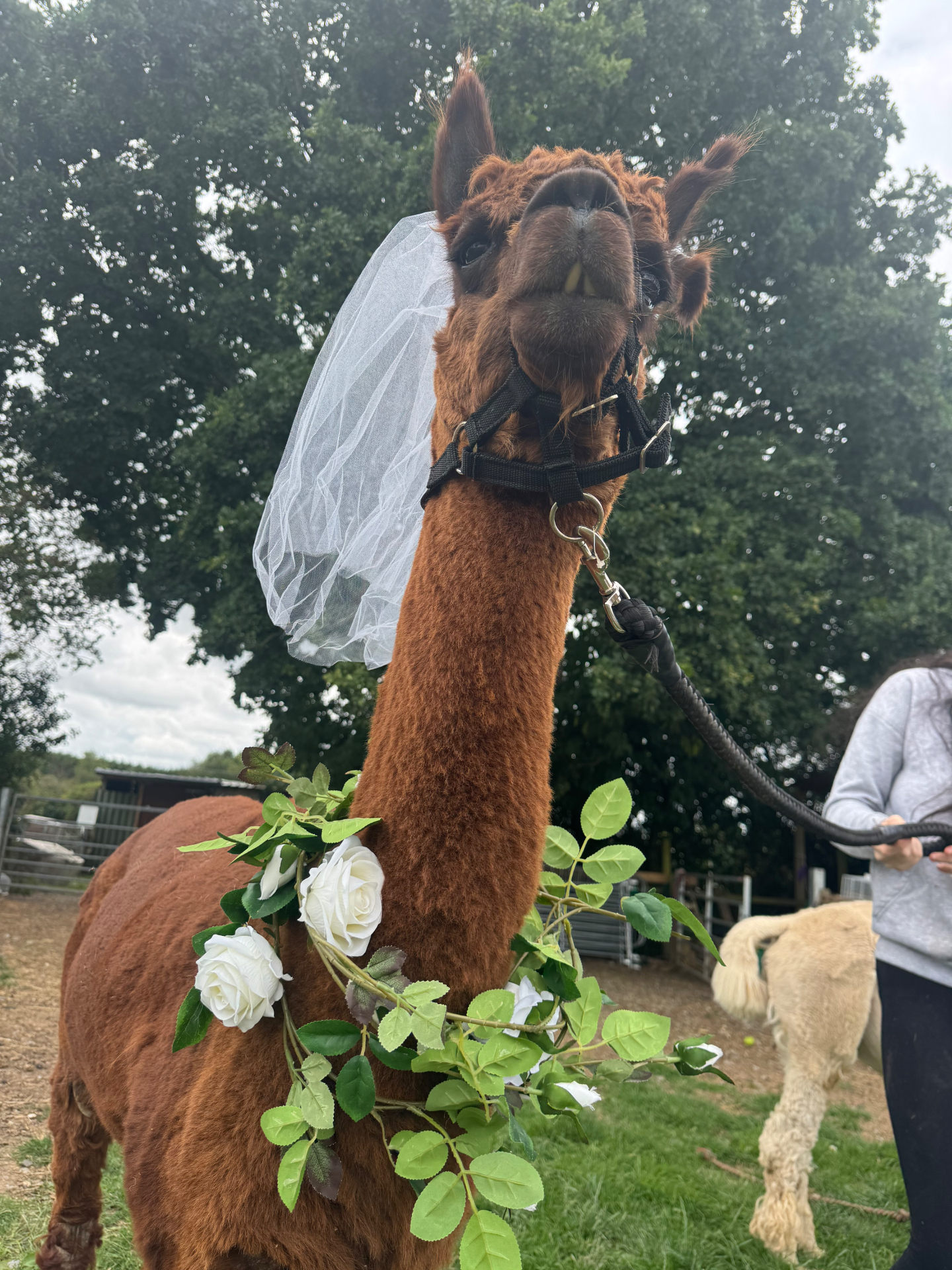 Chester the alpaca dressed up in a bridal veil